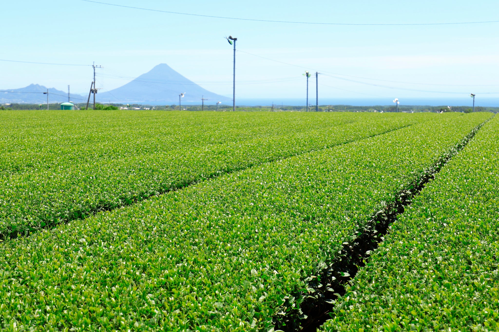2021 Farming Update: The Hills Are Alive!